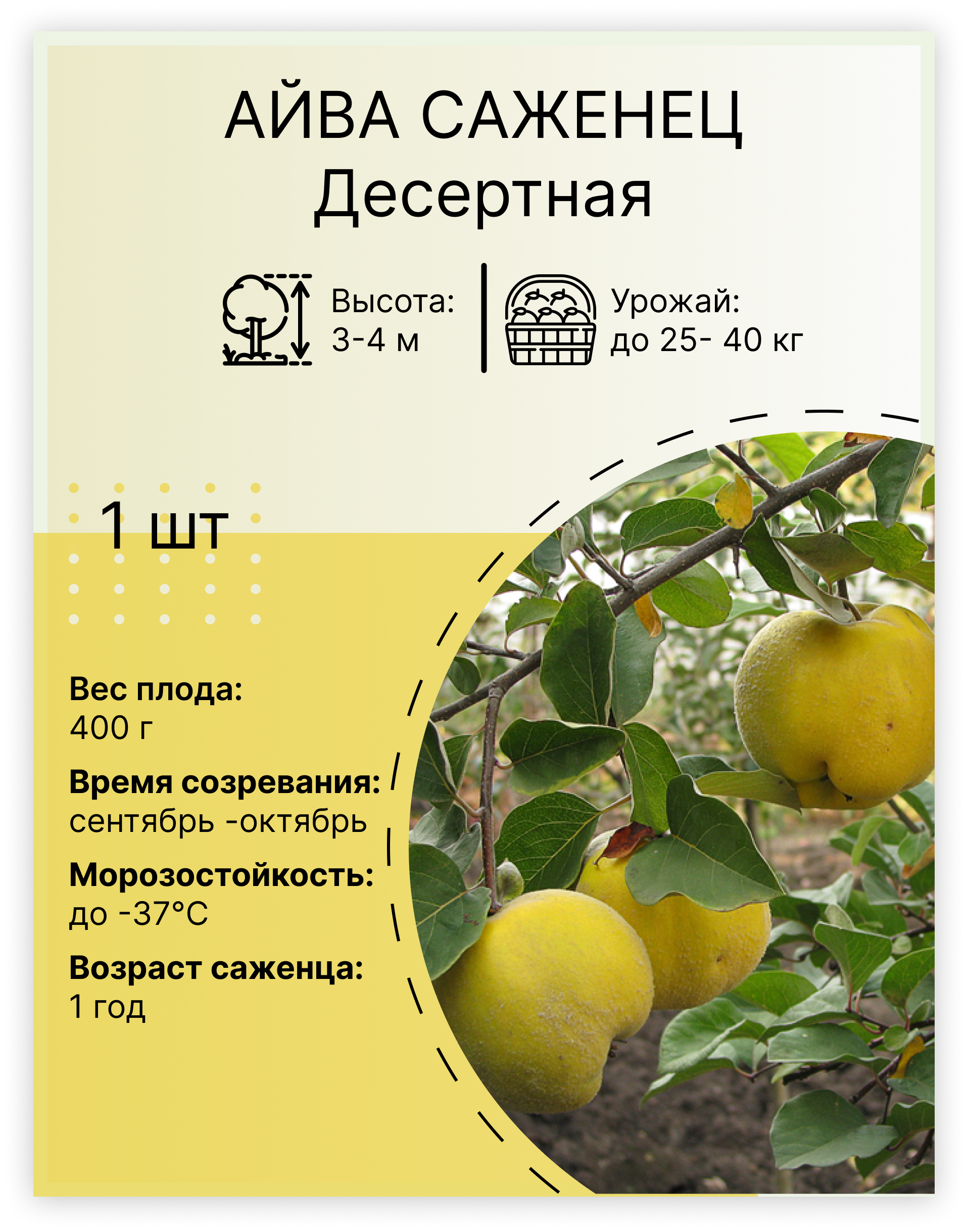  Айва «Десертная»